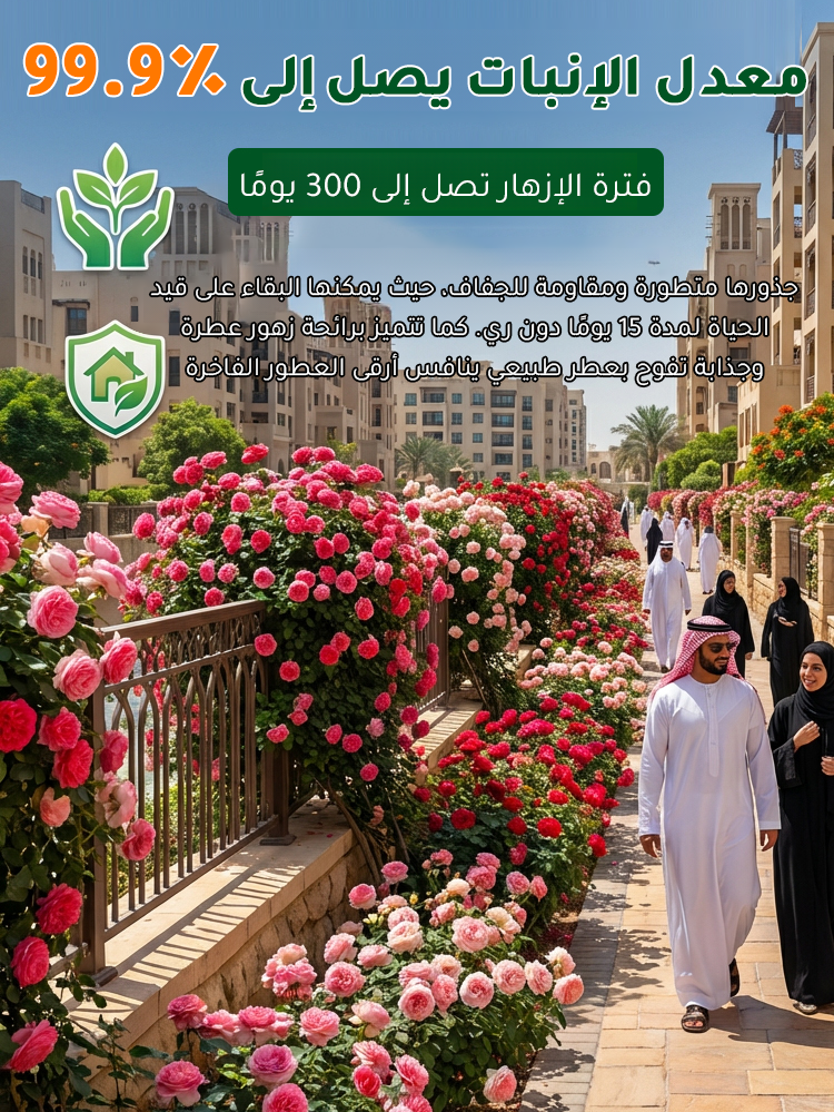 HM4219C | بذور ورد مزدوج البتلات تزهر طوال العام -v4 HM4219C | بذور ورد مزدوج البتلات تزهر طوال العام -v4