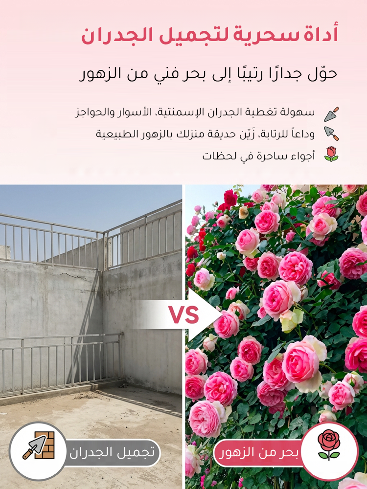 HM4219C | بذور ورد مزدوج البتلات تزهر طوال العام -v4 HM4219C | بذور ورد مزدوج البتلات تزهر طوال العام -v4