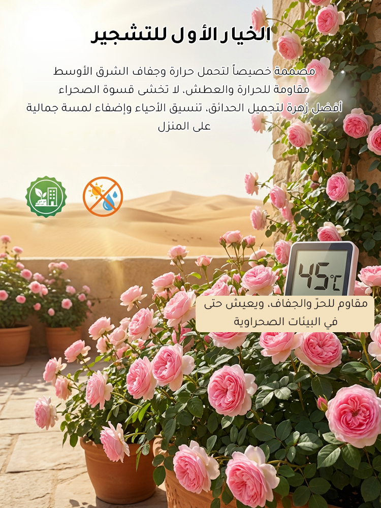 HM4219C | بذور ورد مزدوج البتلات تزهر طوال العام -v4 HM4219C | بذور ورد مزدوج البتلات تزهر طوال العام -v4